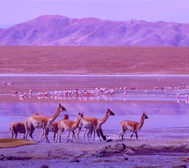Diana Vicuna escort